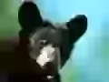 Black muzzle of a bear