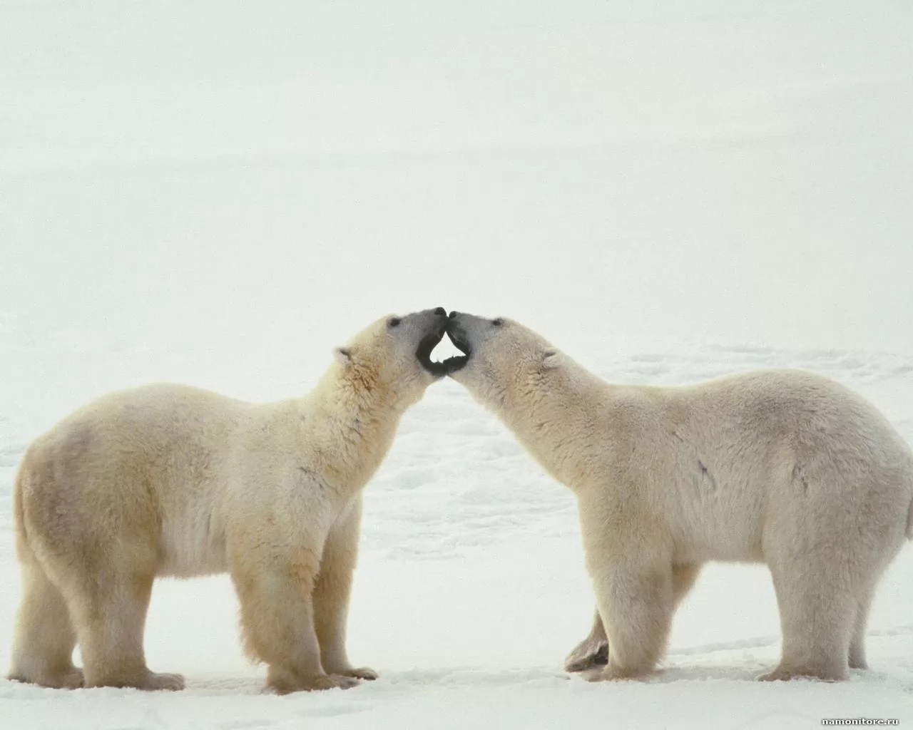 Two polar bears, animals, bears, enamoured, white, winter x