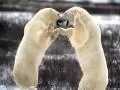 open picture: «Two polar bears»