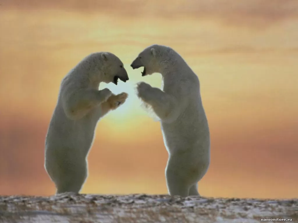 Two polar bears on a sunset, animals, bears, enamoured, sunsets x