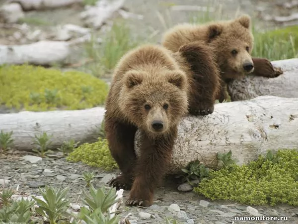 Two bear cubs, Bears
