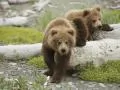 current picture: «Two bear cubs»