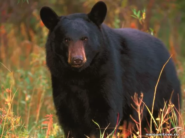 Bear, Bears