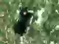 Bear on a tree