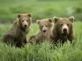 She-bear and two bear cubs