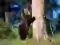 Bear cub near to a tree