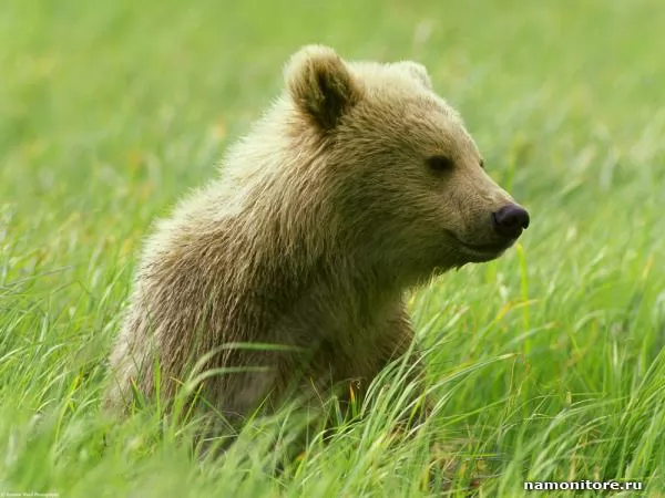 Bear cub in a green grass, Bears