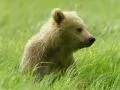 current picture: «Bear cub in a green grass»