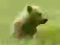 Bear cub in a green grass