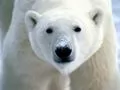 open picture: «Muzzle of a polar bear»