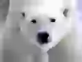 Muzzle of a polar bear