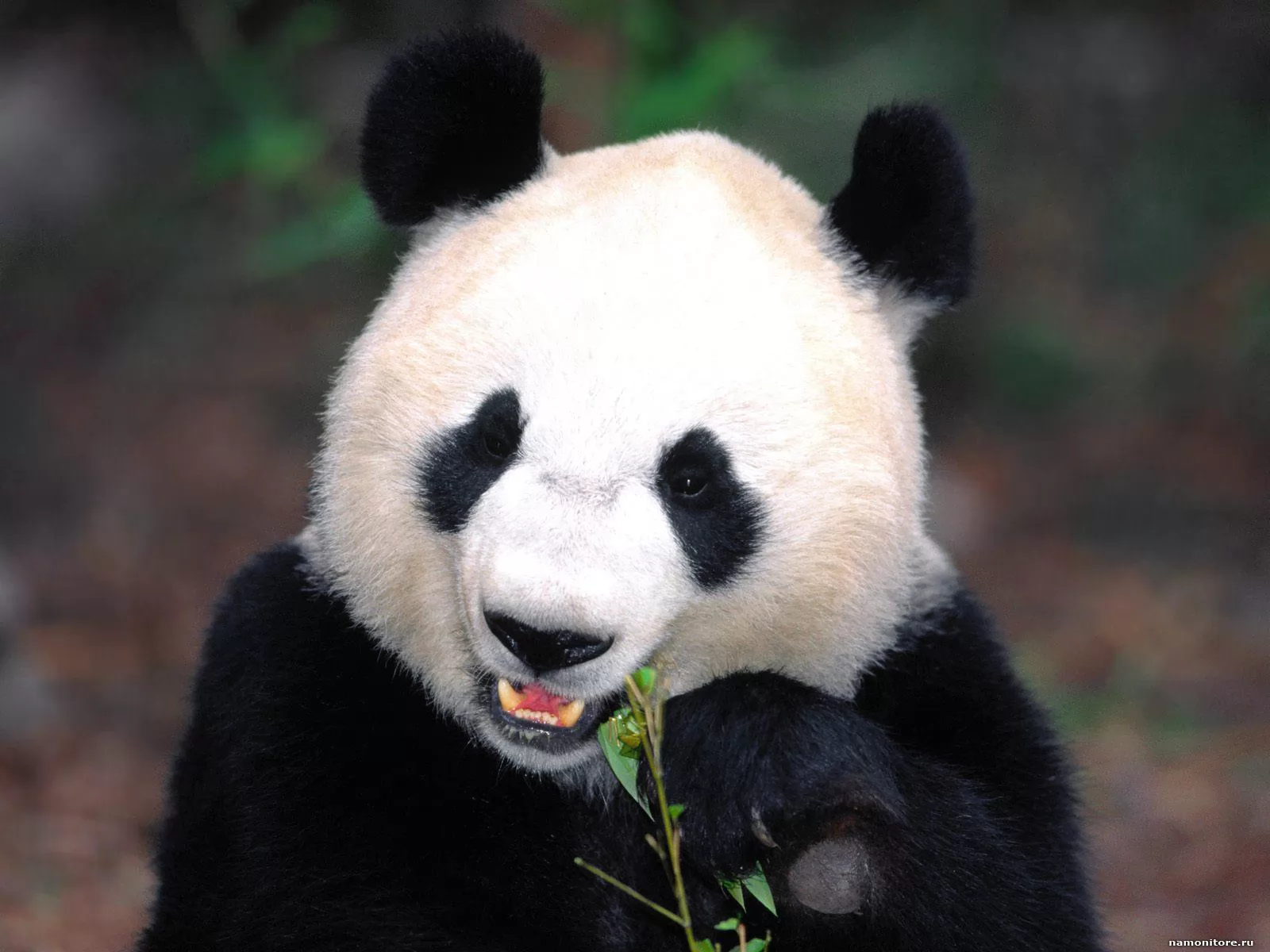 Great panda. Ailuropoda melanoleuca. Панды. Большая Панда. Панда фото.