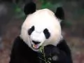 open picture: Panda