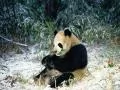 open picture: «Panda»