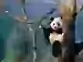 Panda who has collapsed on a tree