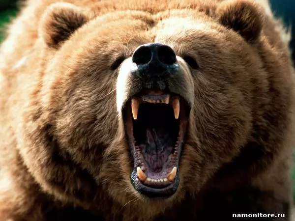 Mouth of a bear, Bears