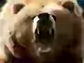 Mouth of a bear