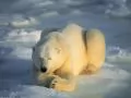 open picture: Sleeping polar bear