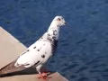 open picture: «White the pigeon»