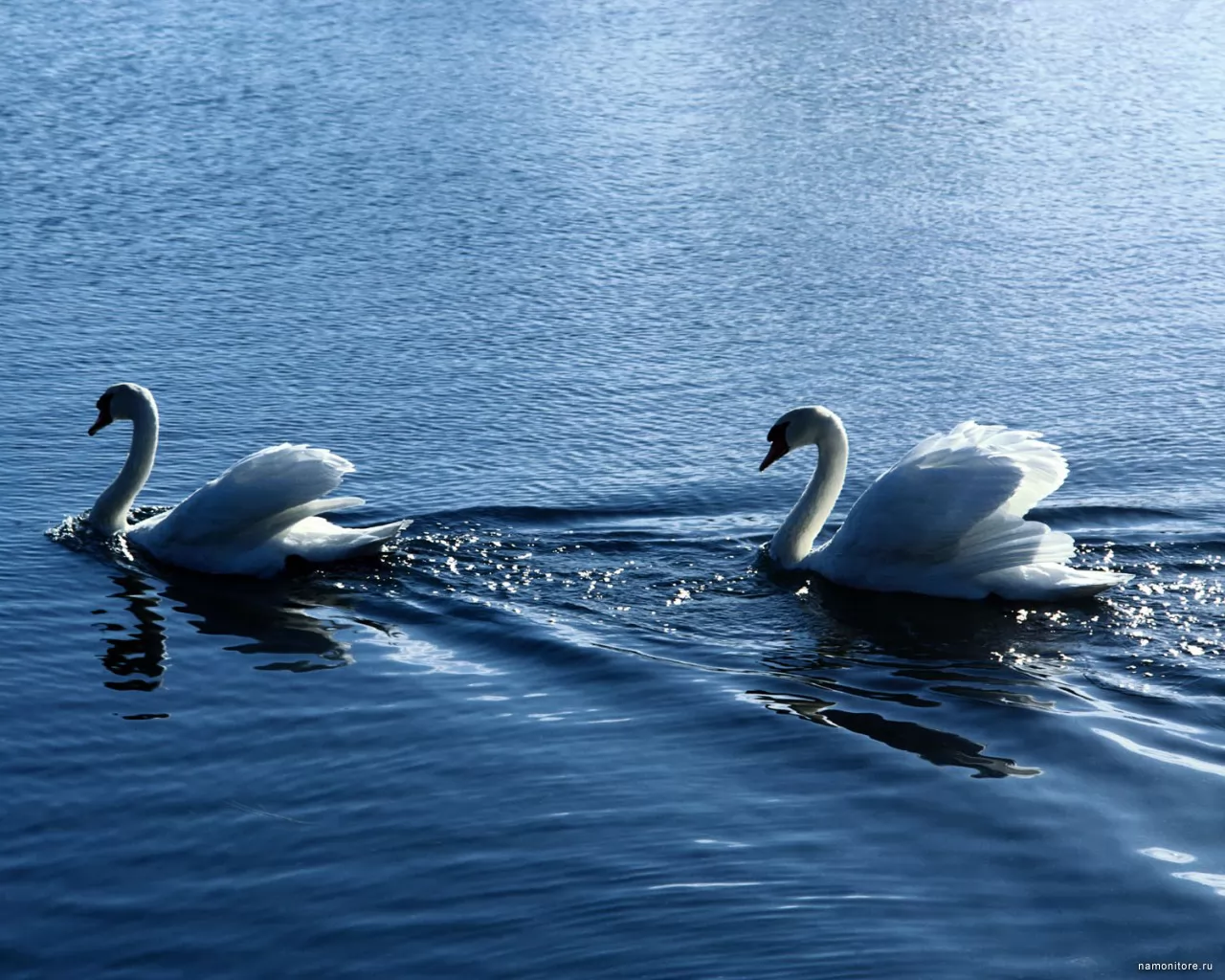 White swans, birds, dark blue, lake, swans x