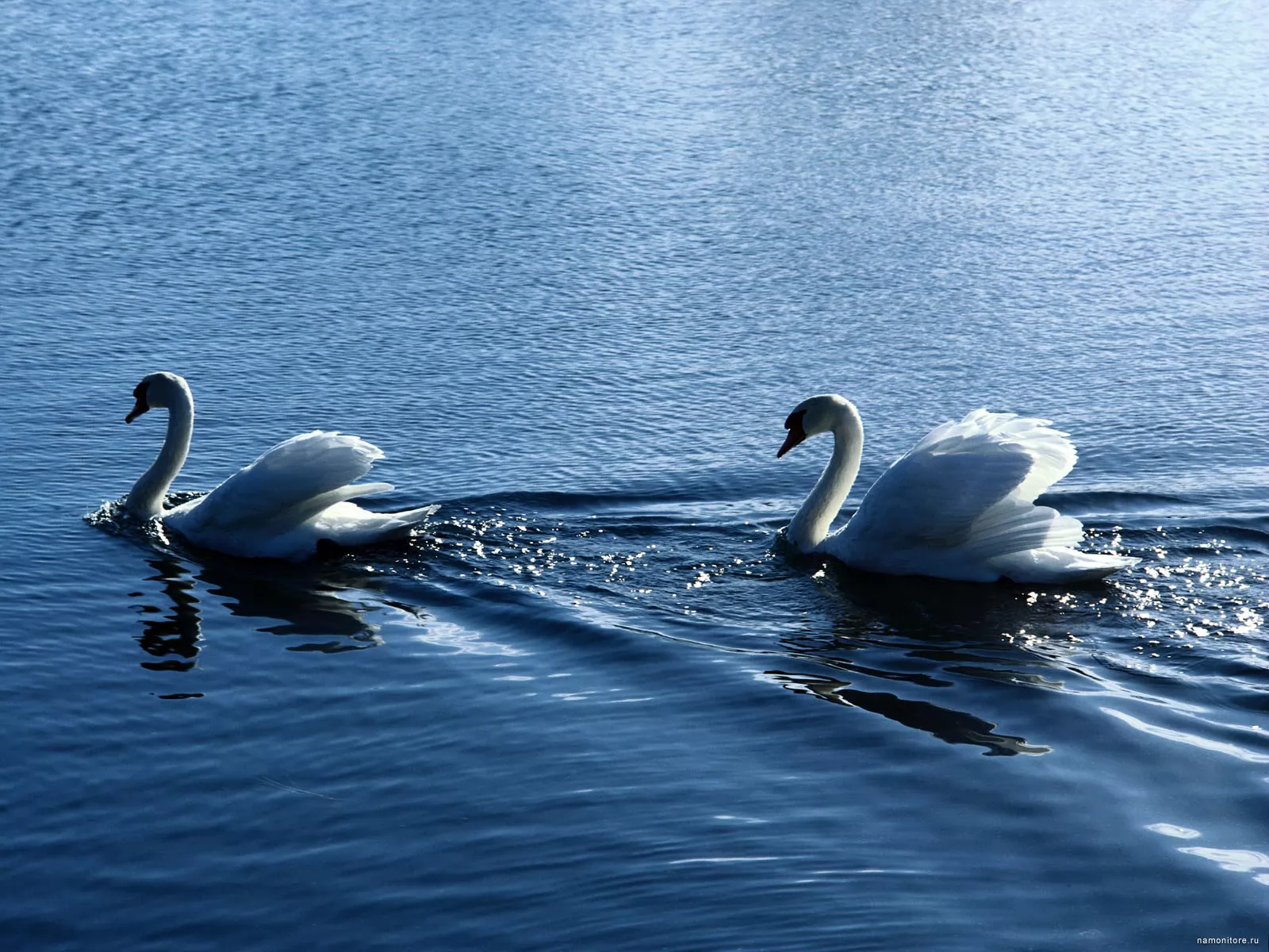 White swans, birds, dark blue, lake, swans x