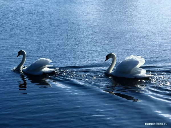 White swans, Birds