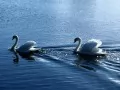 выбранное изображение: «Белые лебеди»
