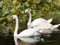 open picture: «White swans»