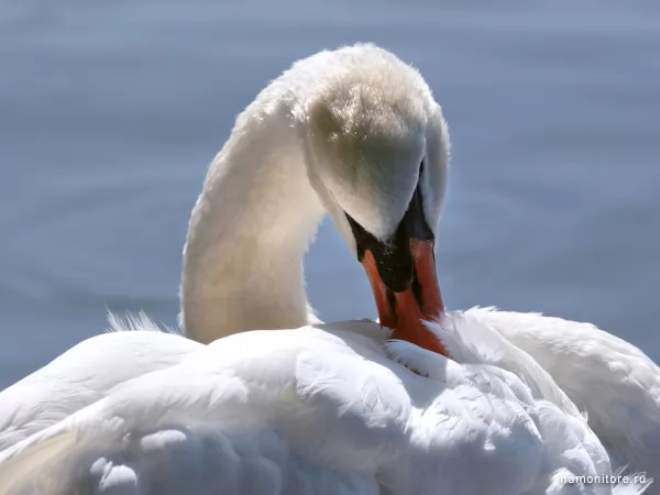 White swan, Birds