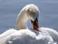 current picture: «White swan»