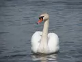 open picture: «White swan»