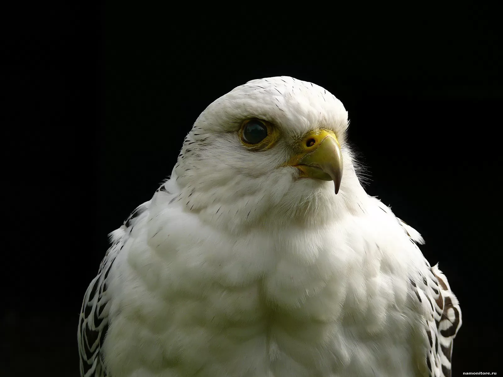 белый орел птица изображения