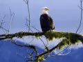 open picture: «White-headed eagle»