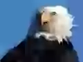 White-headed sea eagle