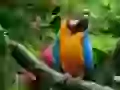 Big parrot