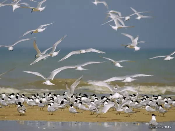 Seagulls, Birds