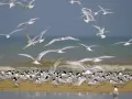 current picture: Seagulls