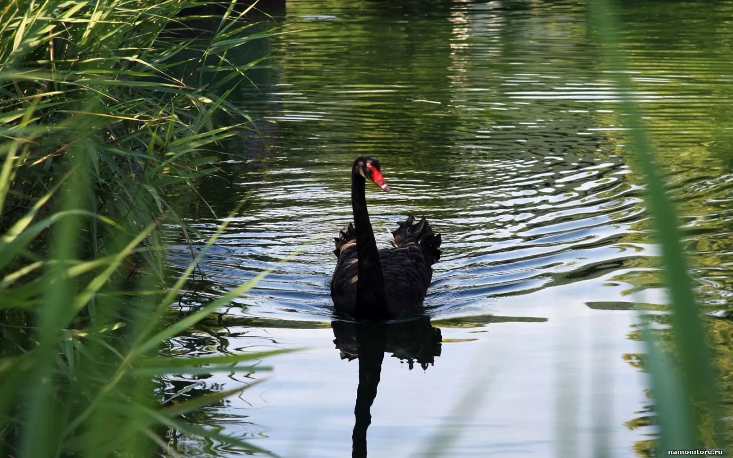 Black swan, birds, black, green, swans x