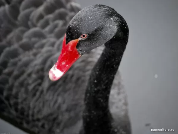 Black swan, Birds