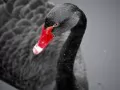 current picture: «Black swan»