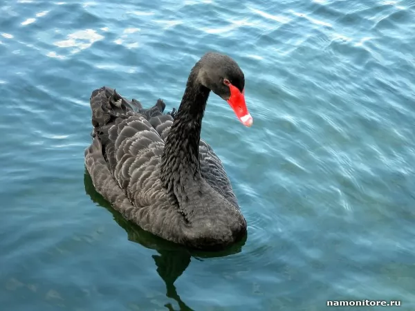 The Black swan, Birds