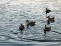 open picture: «Wild ducks»