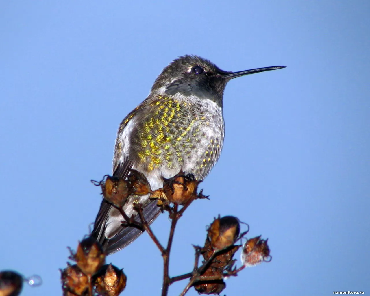 Птицы подмосковья с длинным клювом