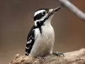 open picture: «Woodpecker»