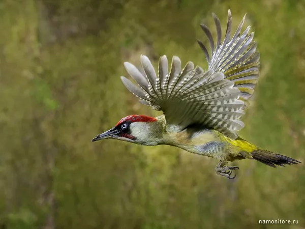 Woodpecker, Birds