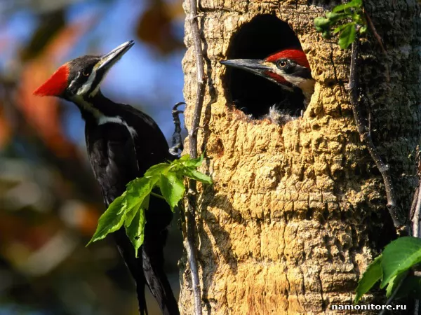 Woodpeckers, Birds