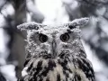 open picture: «Eagle owl»