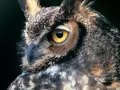 current picture: «Eagle owl»