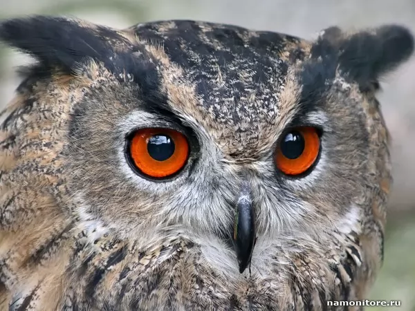 Eagle owl with red eyes, Birds