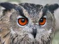 current picture: «Eagle owl with red eyes»